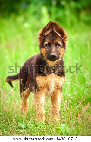 German shepherd puppy standing