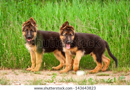 Group of two german shepherd puppies