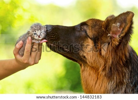German Shepherd Dog Kissing Little Tabby Kitten