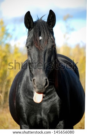 Black horse showing tongue
