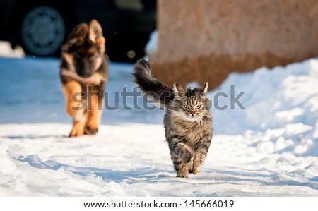 German Shepherd Puppy Running Behind Tabby Cat