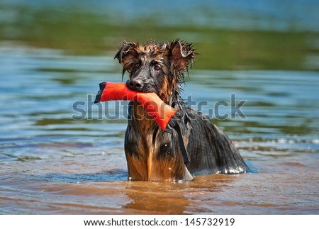 German shepherd dog standing in water with toy in its mouth