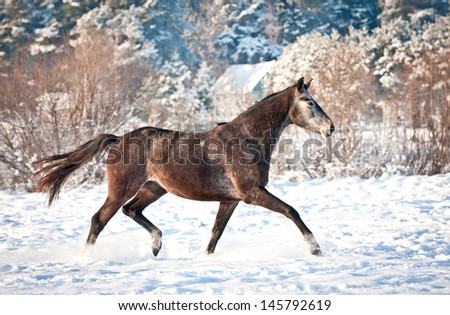Beautiful  dark gray horse running trot in winter