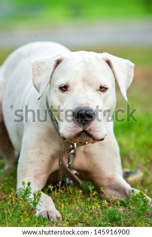 Portrait of argentinian dog on lawn in summer