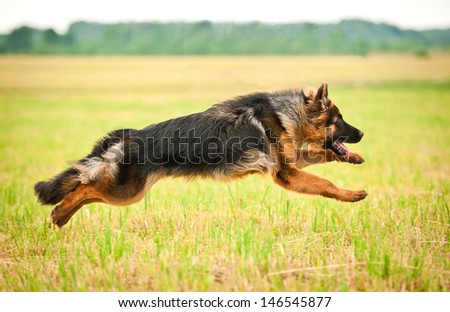 German shepherd dog running with four legs in the air