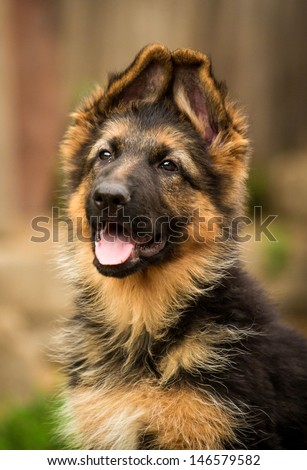 Portrait of german shepherd puppy