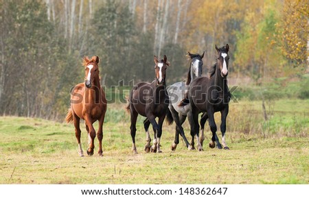 Group of four young horses running on pasture in autumn