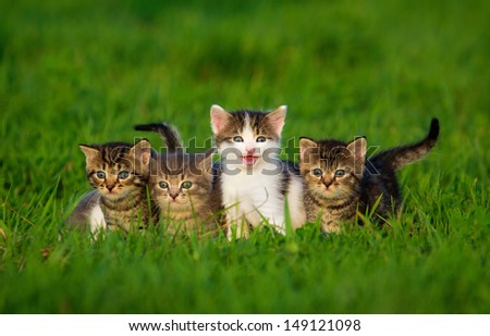 Group of four little kittens on the grass