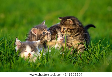 Group of four little kittens on the grass