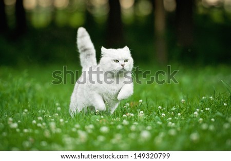 British shorthair cat running in summer