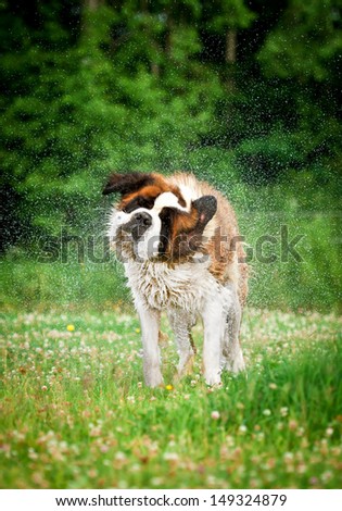 Saint bernard dog shaking off water