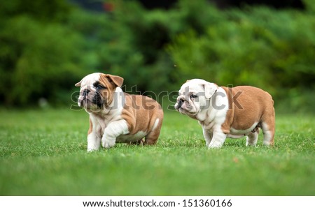 Two english bulldog puppies playing on the lawn