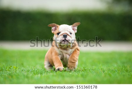 Funny english bulldog puppy running on the lawn