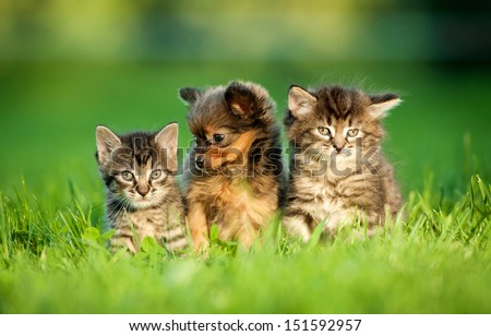 Toy terrier puppy between kittens