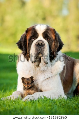 Big Saint Bernard Dog With Little Toy Terrier Puppy