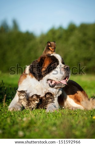 Saint bernard dog with little kittens and toy terrier puppy