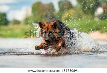German shepherd dog jumps in water