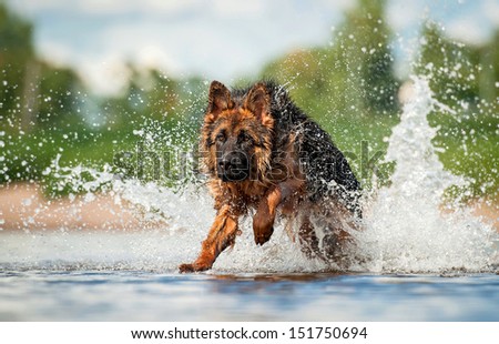 German Shepherd Dog Jumps In Water