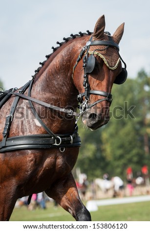Portrait of carriage driving horse