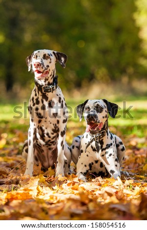 Two dalmatian dogs in the park in autumn