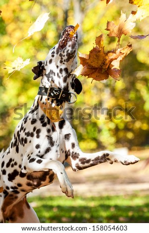 Dalmatian dog playing with leaves in autumn