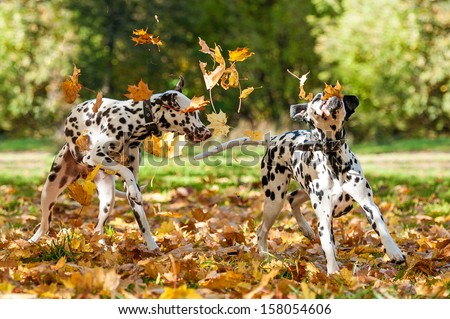 Two Dalmatian Dogs Playing With Leaves In Autumn