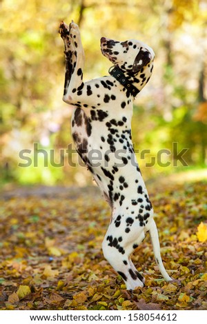Dalmatian dog playing in the park in autumn