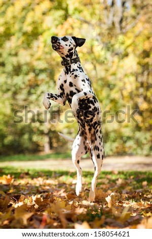 Dalmatian dog jumps in the air in the park in autumn