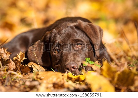 Little labrador puppy lying on the leaves in autumn