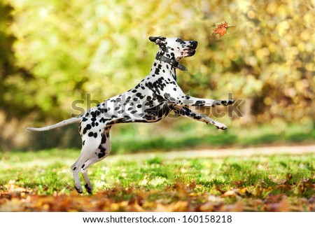 Dalmatian Dog Catching Leaf In Autumn