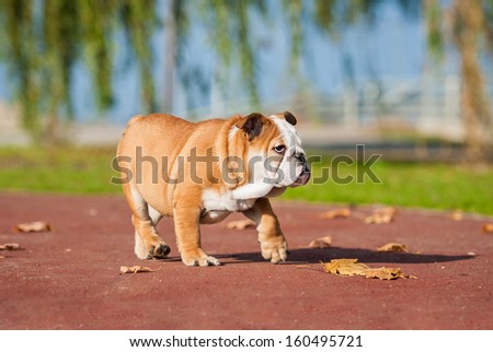 English bulldog puppy in the park in autumn