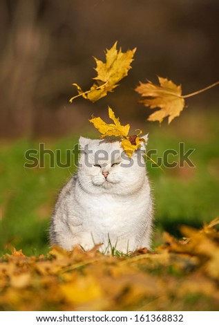 British short-hair cat and leaf fall in autumn