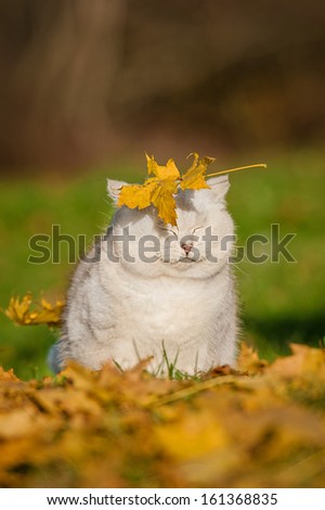 British Short-Hair Cat And Leaf Fall In Autumn