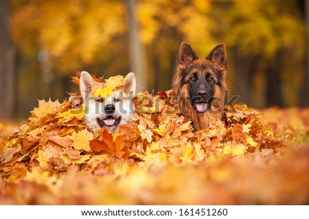 Two Dogs Lying In Leaves