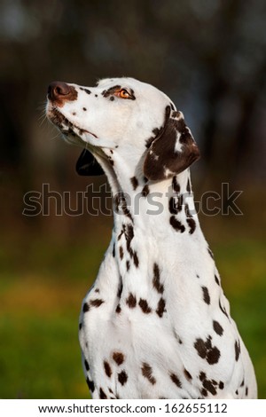 Portrait of dalmatian dog