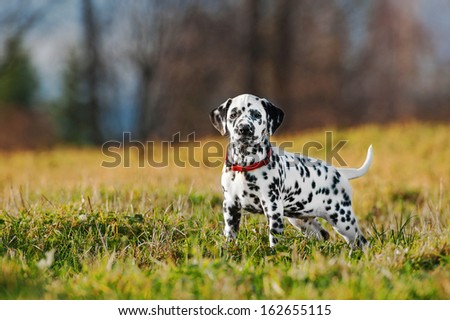 Dalmatian Puppy Standing On The Field In Autumn