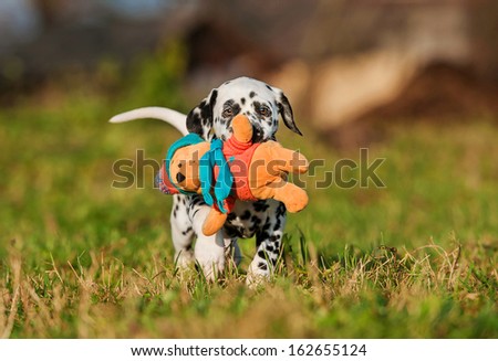 Dalmatian puppy playing with soft toy