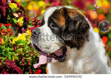 Portrait of saint bernard dog with soap bubbles on background of flowers