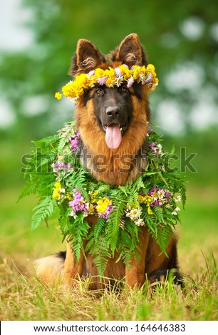 German shepherd dog with flower wreath