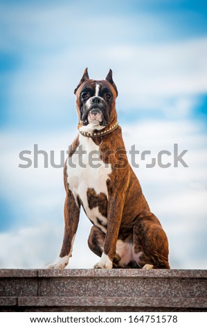 Boxer dog sitting on the stairs