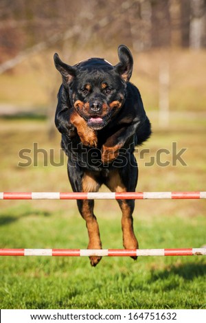 Rottweiler dog jumping over the hurdle