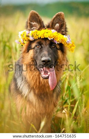 German Shepherd Dog With Flower Wreath