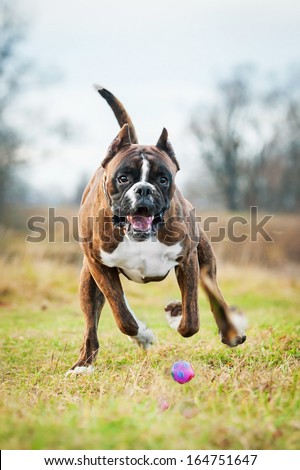Boxer dog playing with ball