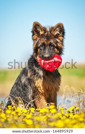 German Shepherd Puppy Holding Toy Heart In His Mouth
