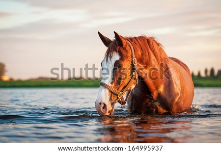 Horse Standing In A Water