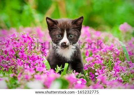 Little black kitten sitting in flowers