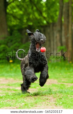 Giant Schnauzer Dog Playing With Ball