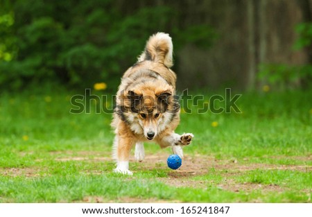 Dog catching ball with paw