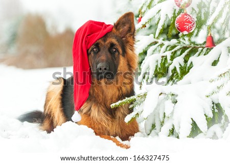 German Shepherd Dog With Christmas Hat Lying Near The Christmas Tree