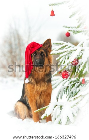 German shepherd dog with christmas hat sitting near the decorated christmas tree
